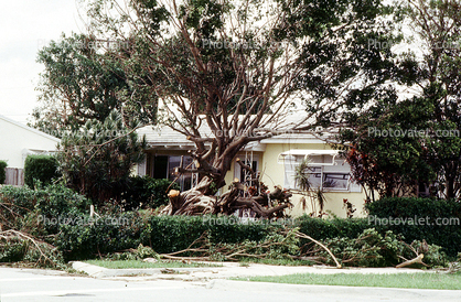 downed tree, felled, Hurricane Francis, 2004