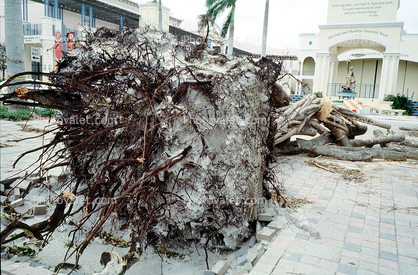 downed tree, felled, roots, Hurricane Francis, 2004