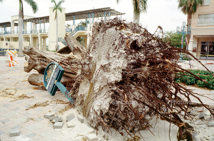 downed trees, felled, buildings, roots, park, Hurricane Francis, 2004