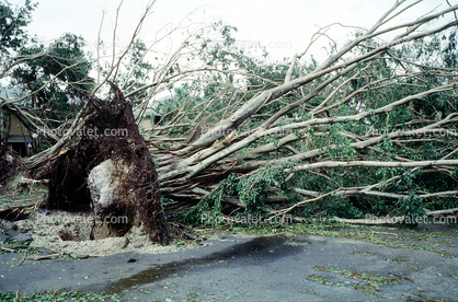 downed trees, felled, buildings, roots, home, house, Hurricane Francis, 2004