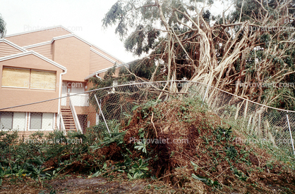 downed trees, building, house, homes, Hurricane Francis, 2004