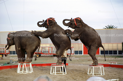 Elephants Standing on each others backs