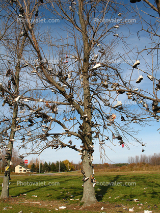 Tennis Shoes, Hanging from a Tree, Upstate New York