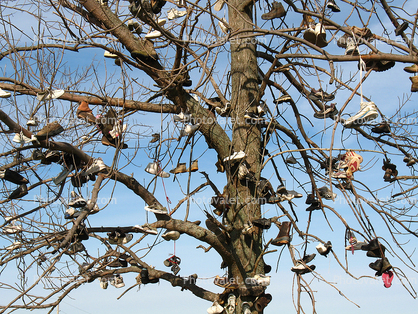 Tennis Shoes, Hanging from a Tree, Upstate New York