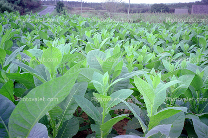Tobacco Farm, Cuba