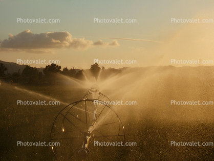 Water, Watering, irrigation, sprinklers