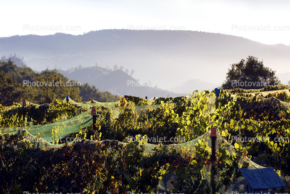 Hearthstone Vineyards, Adelaida, San Luis Obispo County, California