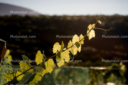 Vine Leaves, Vineyards, Adelaida, Paso Robles, California