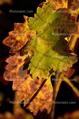 Vineyards, Adelaida, Paso Robles, California