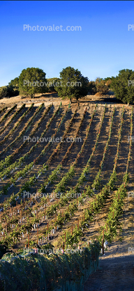 Vineyards, Adelaida, Paso Robles, California