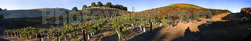 Vineyard in Adelaida, San Luis Obispo County, California, Panorama