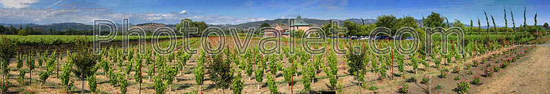 Springtime in Napa Valley, Vineyard Rows, Peju Winery, Panorama, Rutherford
