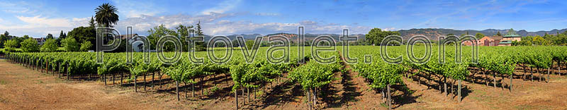 Springtime in Napa Valley, Vineyard Rows, Peju Winery, Panorama, Rutherford