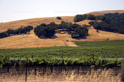 Vineyard, hills, Oak Trees, Sonoma County