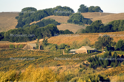 Wooden Barn, Sonoma County, hills, trees