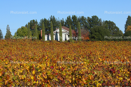 autumn, fall colors, building architecture, winery, Sebastopol, Sonoma County