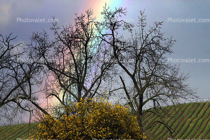 Bare Tree, Winter, Sonoma County