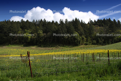 House, Winery, building, rainbow, Vineyard in Petaluma Gap, Rainbow, Sonoma County