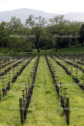 rows, vines, springtime, trees
