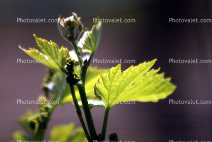 springtime, plant, vine, leaves, Bennett Valley, Sonoma County, California