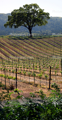 Vine Rows, hills, Glen Ellen, Sonoma Valley, Sonoma County, Panorama
