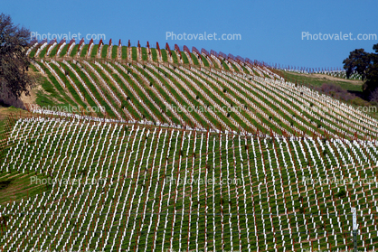 Paso Robles Wine Country