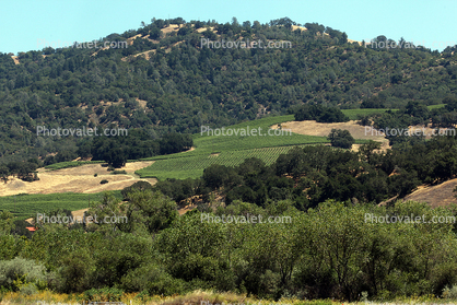 Alexander Valley, Sonoma County, California