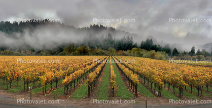 Sonoma County wine country, vineyards, autumn