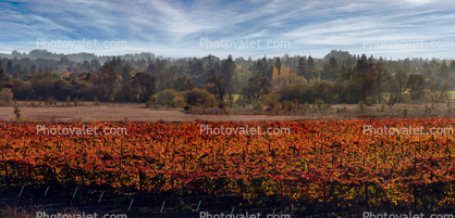 Vineyard Panorama, Napa, California