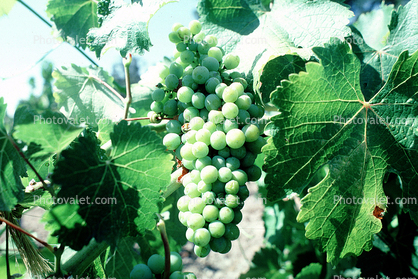 White Wine, Leaves, Grape Cluster