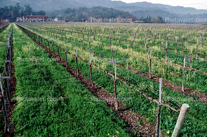 vineyard in the winter, hills