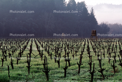 vineyard in the winter, hills, fog, trees