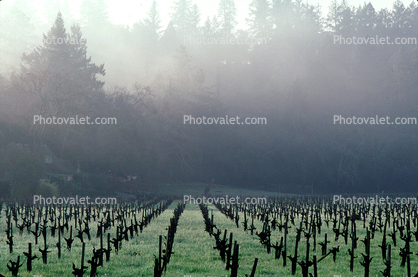vineyard in the winter, hills