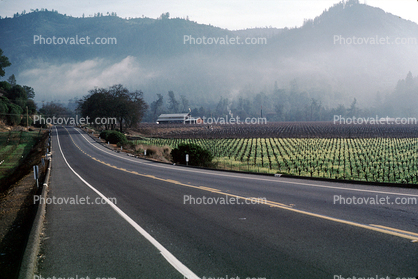 Rows of Vines, hills, mountains, Silverado Trail, highway, road, barn