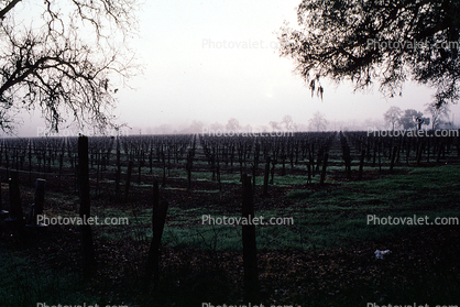 Rows of Vines, fog, trees