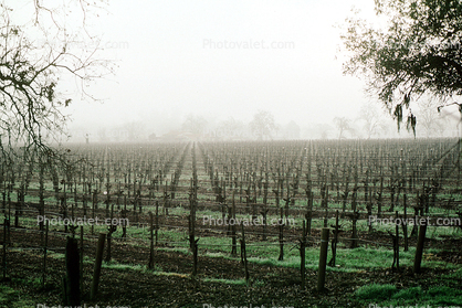 Rows of Vines, fog, trees