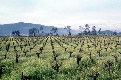 Rows of Vines, trees, hills, mustard flowers