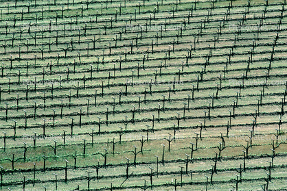 Rows Texture