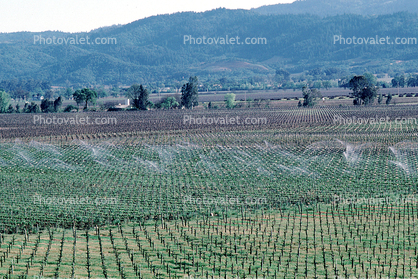 vineyards, sprinklers, irrigation, Vanishing Point, Rows