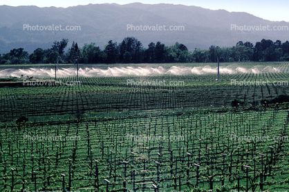 vineyards, sprinklers, irrigation