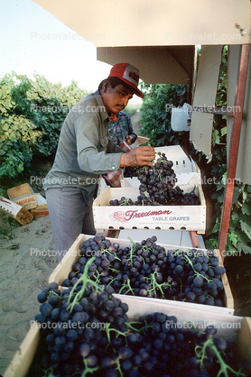 White Grapes, Coachella Valley, California