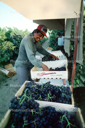 White Grapes, Coachella Valley, California