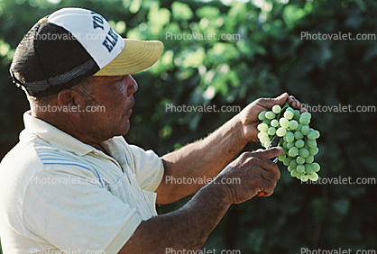 white grape, White Grapes, Grape Cluster