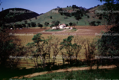 Vineyard near Calistoga