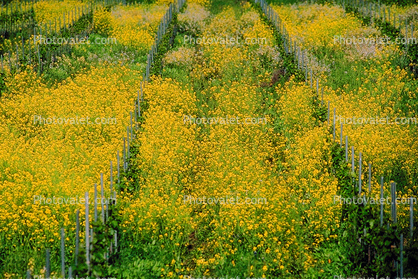 Mustard Flowers