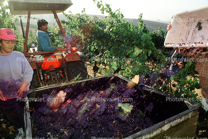 Red Grapes, Grape Cluster, tractor