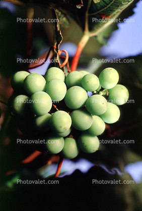 White Grapes, Grape Cluster