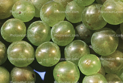White Grapes, Grape Cluster, close-up