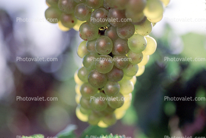 White Grapes, Grape Cluster