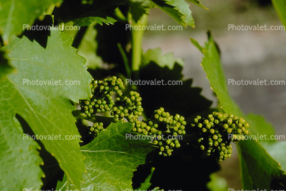 White Grapes, Buds, close-up, Grape Cluster, Sonoma County, California